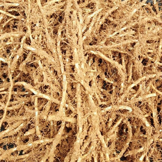 砚山县鱼腥草大量走货，欢迎来电