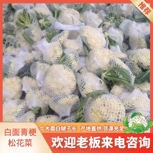 沛县白面青梗松花菜 120天，个大面白腿子长，无瞎花。