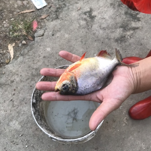 博罗县红鲳鱼