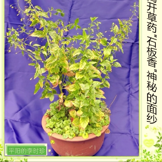 吉首市细梗香草