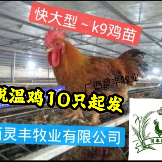南宁K9鸡苗 灰羽k9 麻黄/k9  901鸡苗【快大型肉鸡】