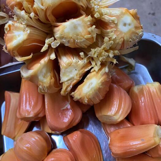 漳州印尼红肉菠萝蜜苗