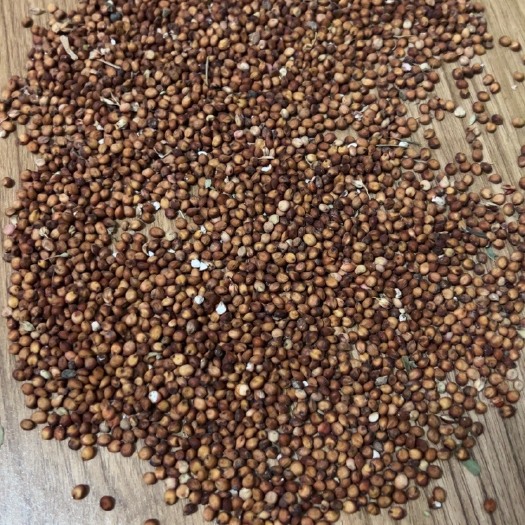 监利市高粱 红缨籽