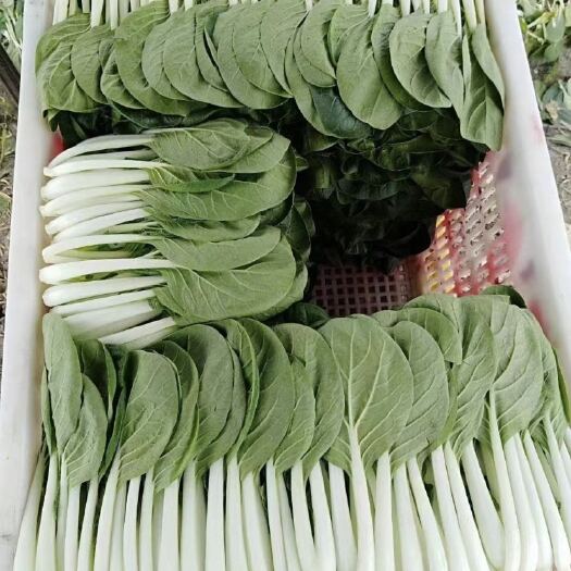 广州小白菜