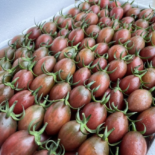 漳州千亩迷彩圣女果番茄基地常年供应电商社区紫弹头子弹头小西红柿