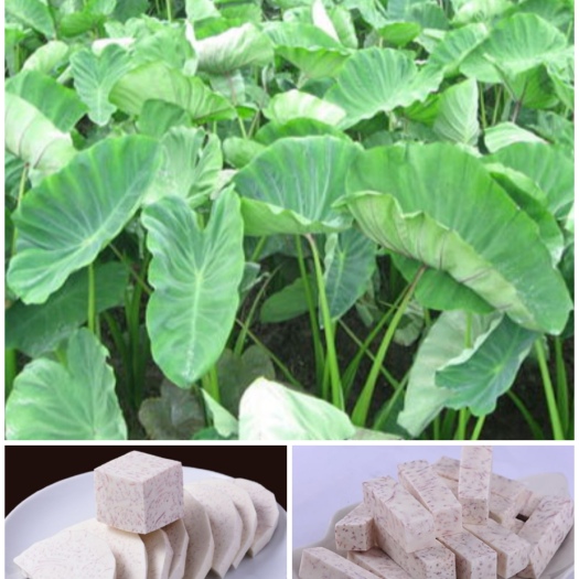 长汀县大量供应福建长汀瑸瑯芋