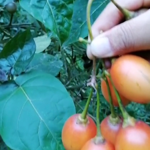 马关县树番茄
