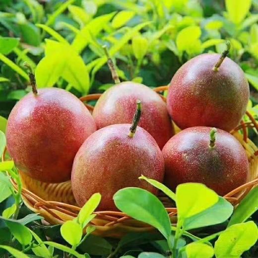 丘北县云南文山种植基地 百香果供货批发商新鲜百香果