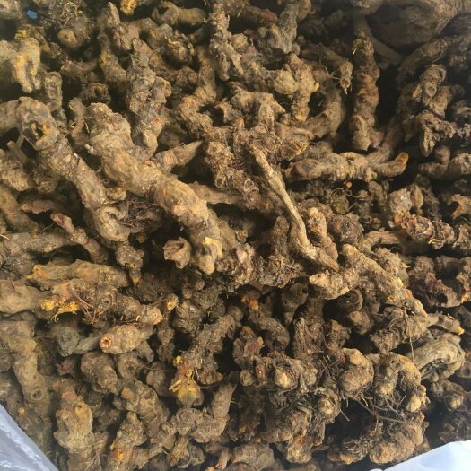 乐山单支黄连新货上市根条粗壮，种子，种苗