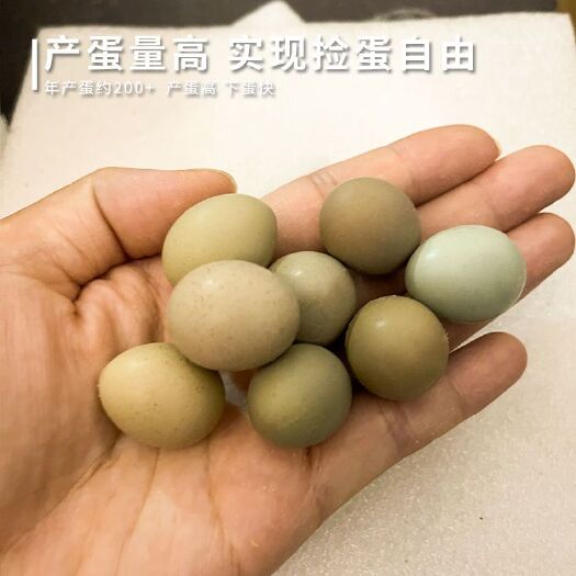 上饶芦丁鸡种蛋可孵化可食用包80%受精率支持代发