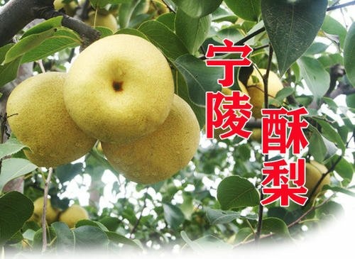 宁陵县宁陵果园基地，皮薄肉多，汁多，口感好，价格低，一手货源。