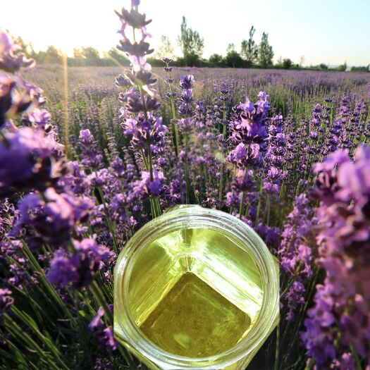 霍城县【伊犁河谷】新疆霍城薰衣草干花粒薰衣草干花束薰衣草纯露鲜花水
