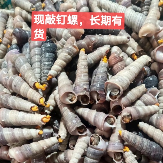 漳州钉螺