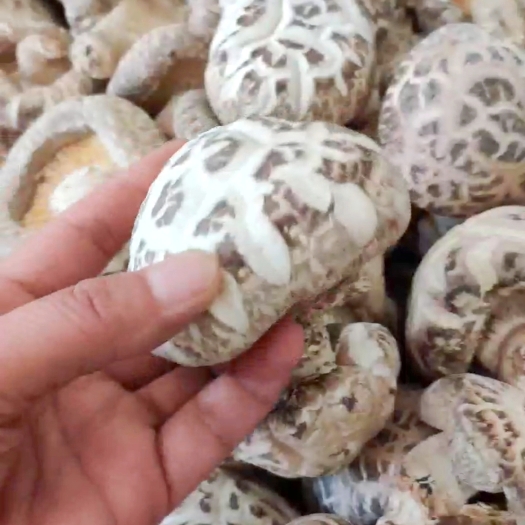 淮安精品必阳花菇8到十公分，大量供货，欢迎批发采购