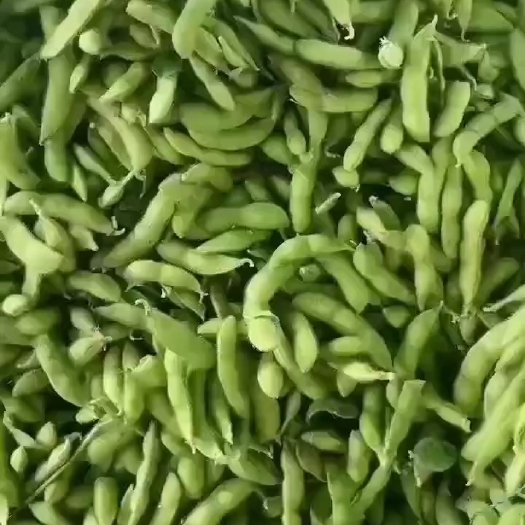 郯城县毛豆 翠绿宝毛豆 绿宝石毛豆 大青豆