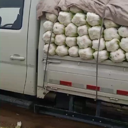 潍坊山东潍坊市坊子区黄旗堡街道小义和秋上市了，一手货源，基地直供