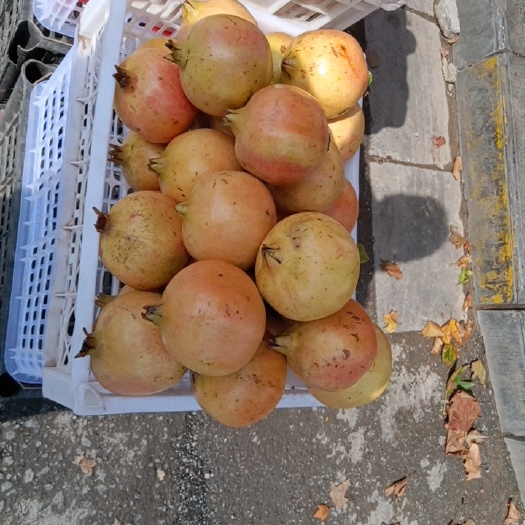 巩义市河南软籽石榴种植基地