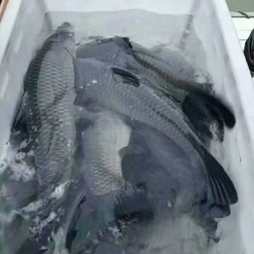 桃江县青鱼