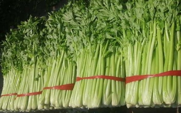 漯河有机芹菜，大量批发