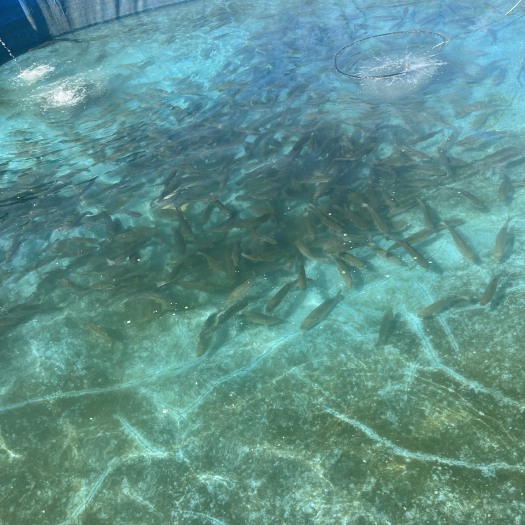 青田县加州鲈鱼