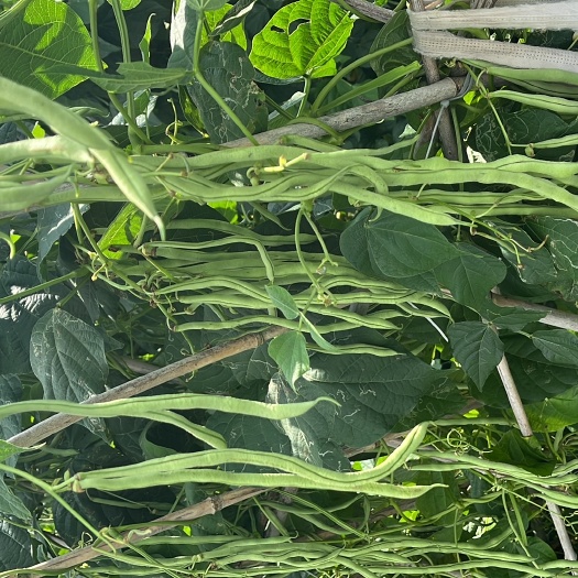 麻江县无筋豆