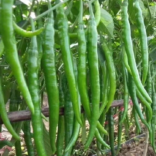 夏邑县精品辣椒大量有货质量保证需要的老板联系