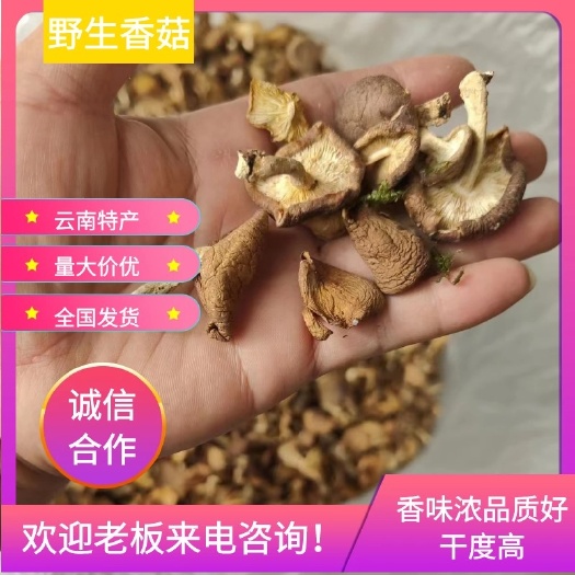 思茅野生香菇(香清)采摘于云南大山之中，当年新货味道鲜香。
