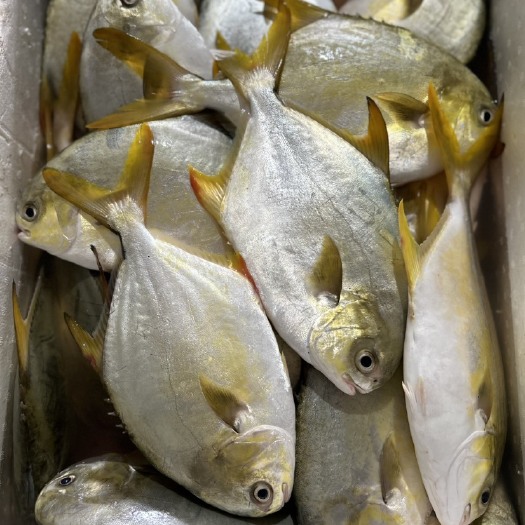 珠海金鲳鱼，仓鱼，鲳鱼