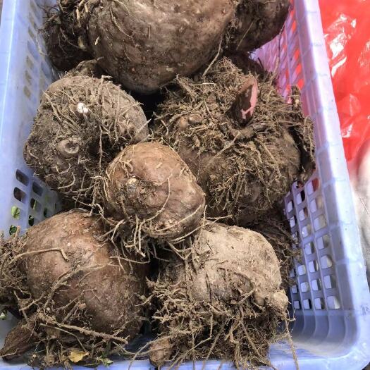 毕节鲜魔芋中