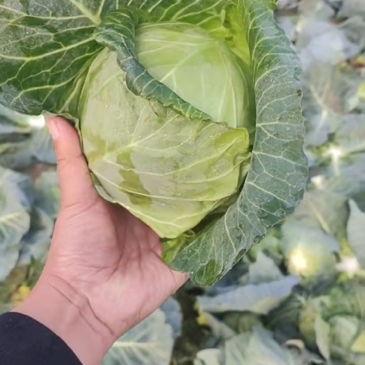 新野县甘蓝 品质佳 质量优 个头均匀