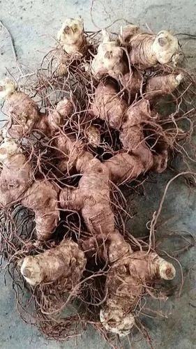 资中县姜形黄精
