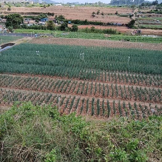 深圳深圳香葱蔬菜批发