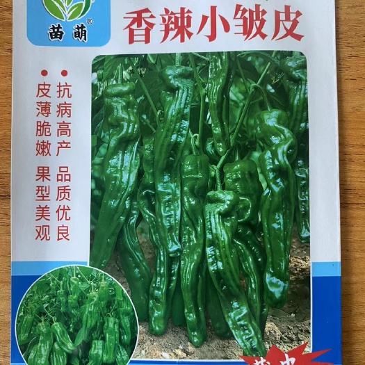 祁东县香柔脆辣椒种子香辣小邹皮辣椒种籽螺丝辣椒种子辣椒种子大全