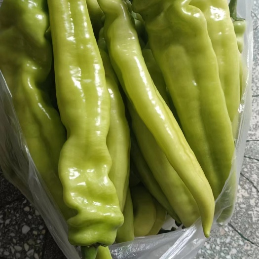 襄城县精品黄皮辣椒，大量上市，欢迎各位老板前来选购
