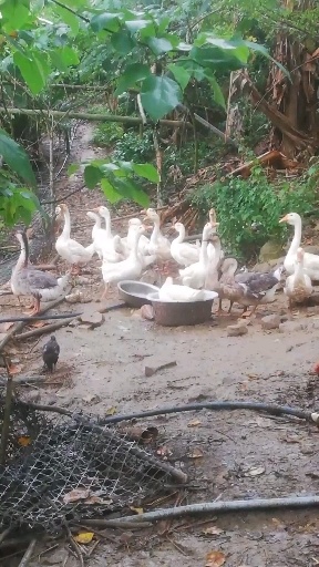 隆林县自家散养大白鹅