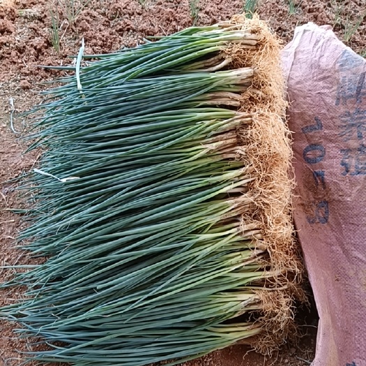 深圳香葱蔬菜批发