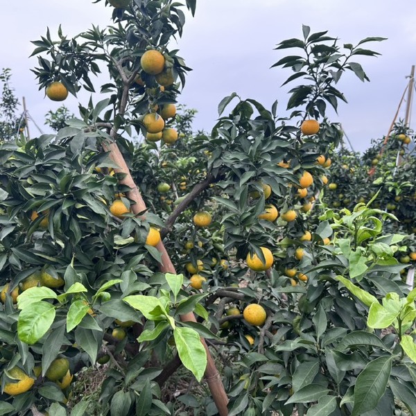 爱媛橙 蜜橘等已上市，货量充足，质量有保障，欢迎各位进店选购