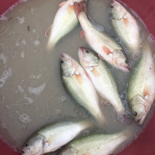 南宁加州鲈鱼