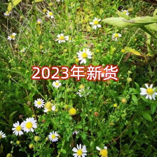 紫云县贵州中药材马兰草正品天然药材田边菊路边菊泥鳅串量大批发