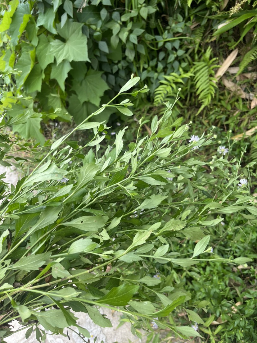 贵州野生中药材马兰草马兰头泥鳅串路边菊批发清洗干净无杂质