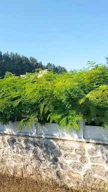 合欢树绒花树苗营养杯小苗