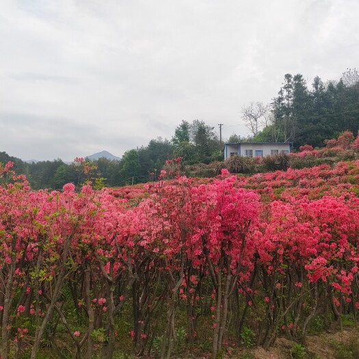 潜山市安徽潜山移栽6年1.5米全冠树桩丛生映山红花色鸡血红