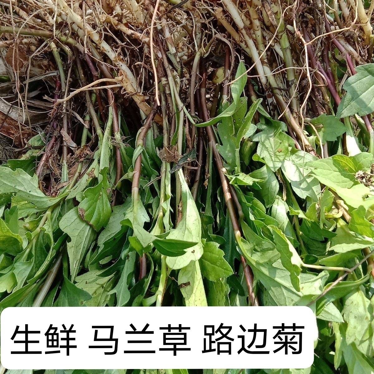 贵州野生中药材马兰草马兰头泥鳅串路边菊批发清洗干净无杂质