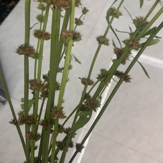 定兴县益母草-纯自己地里生长