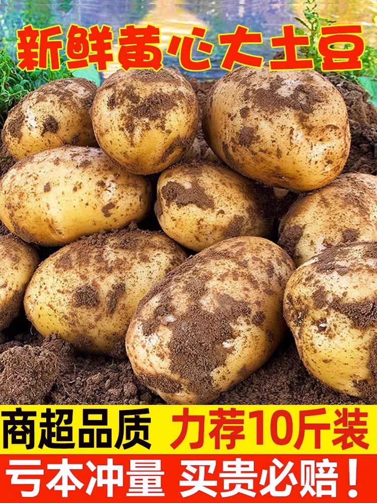 黄皮黄心土豆四川新鲜土豆马铃薯洋芋