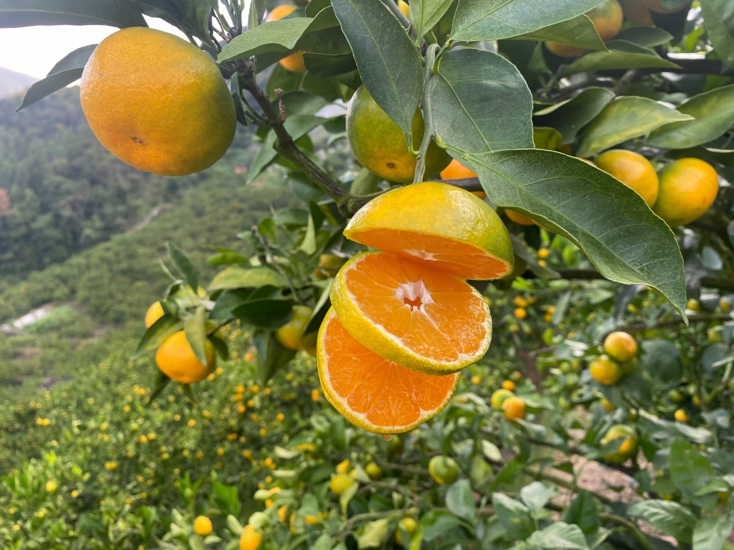 蜜桔