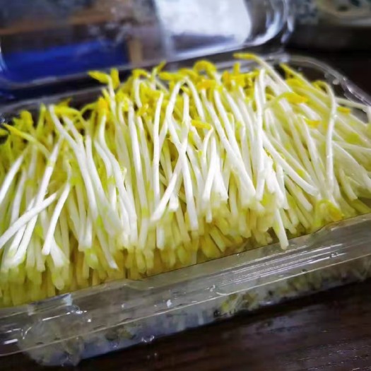 平度市芽苗菜