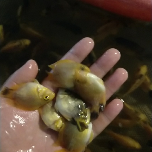 佛山大量岀售鹦鹉鱼