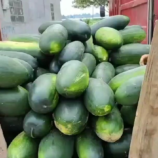黑将军东瓜，大量有货，货源充足，耐运输，产地供应，一手货源，