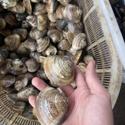 连云港特大文贝 中号 小号 源头批发连云港